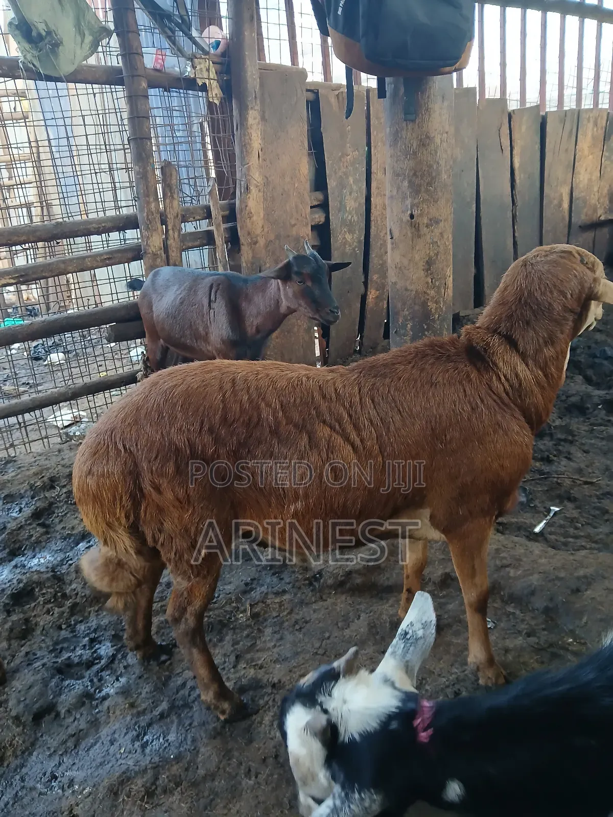 Brown Sheep 45kg
