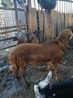 Brown Sheep 45kg