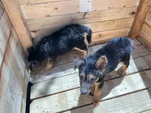 1-3 months Male Purebred German Shepherd