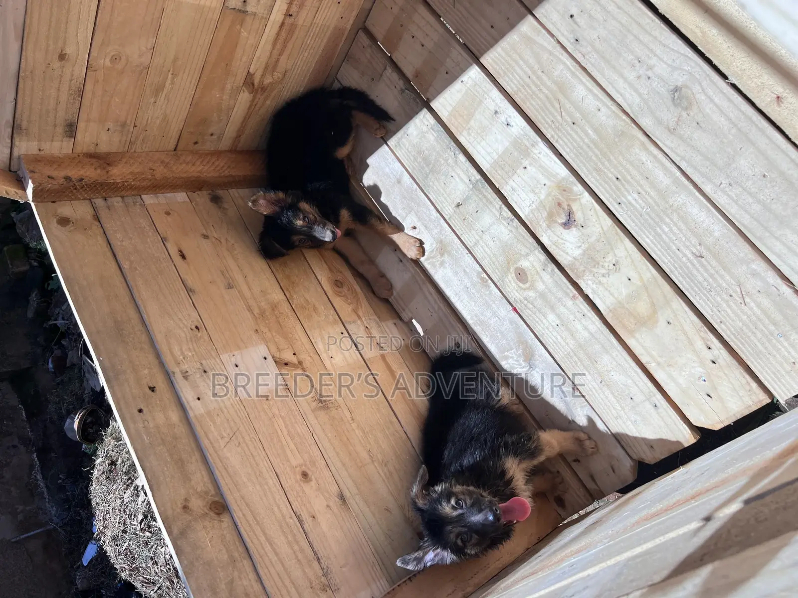 1-3 months Male Purebred German Shepherd