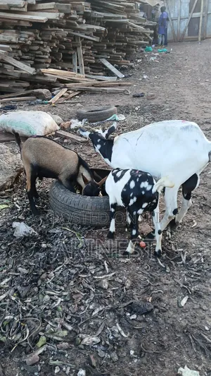 Very Nice Goat for Rearing With Its Kids