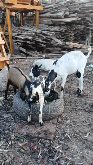 Very Nice Goat for Rearing With Its Kids