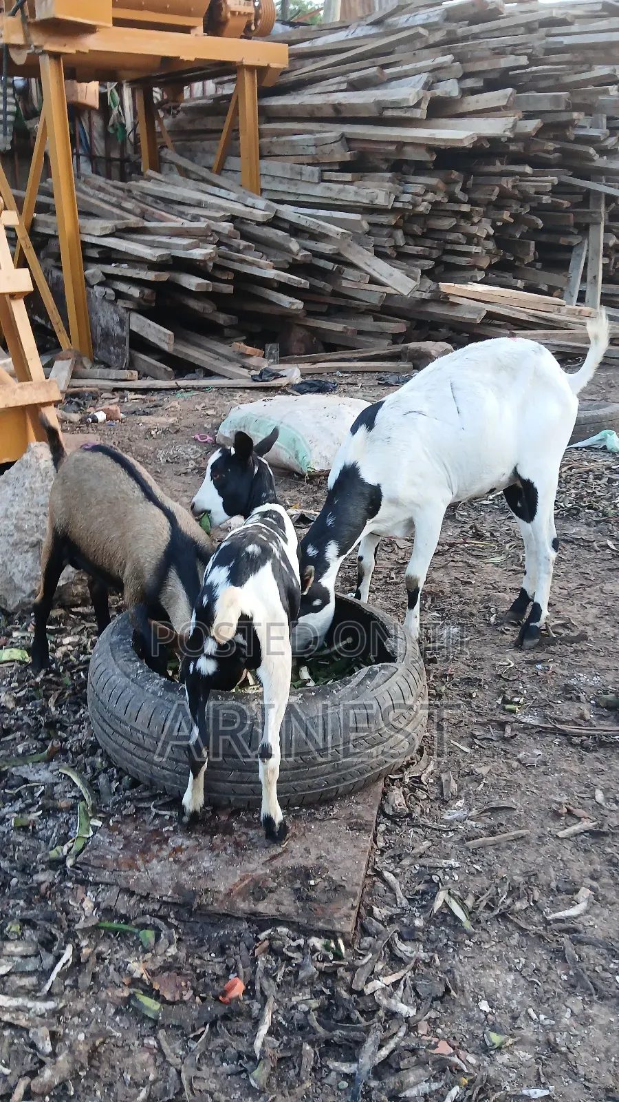 Very Nice Goat for Rearing With Its Kids