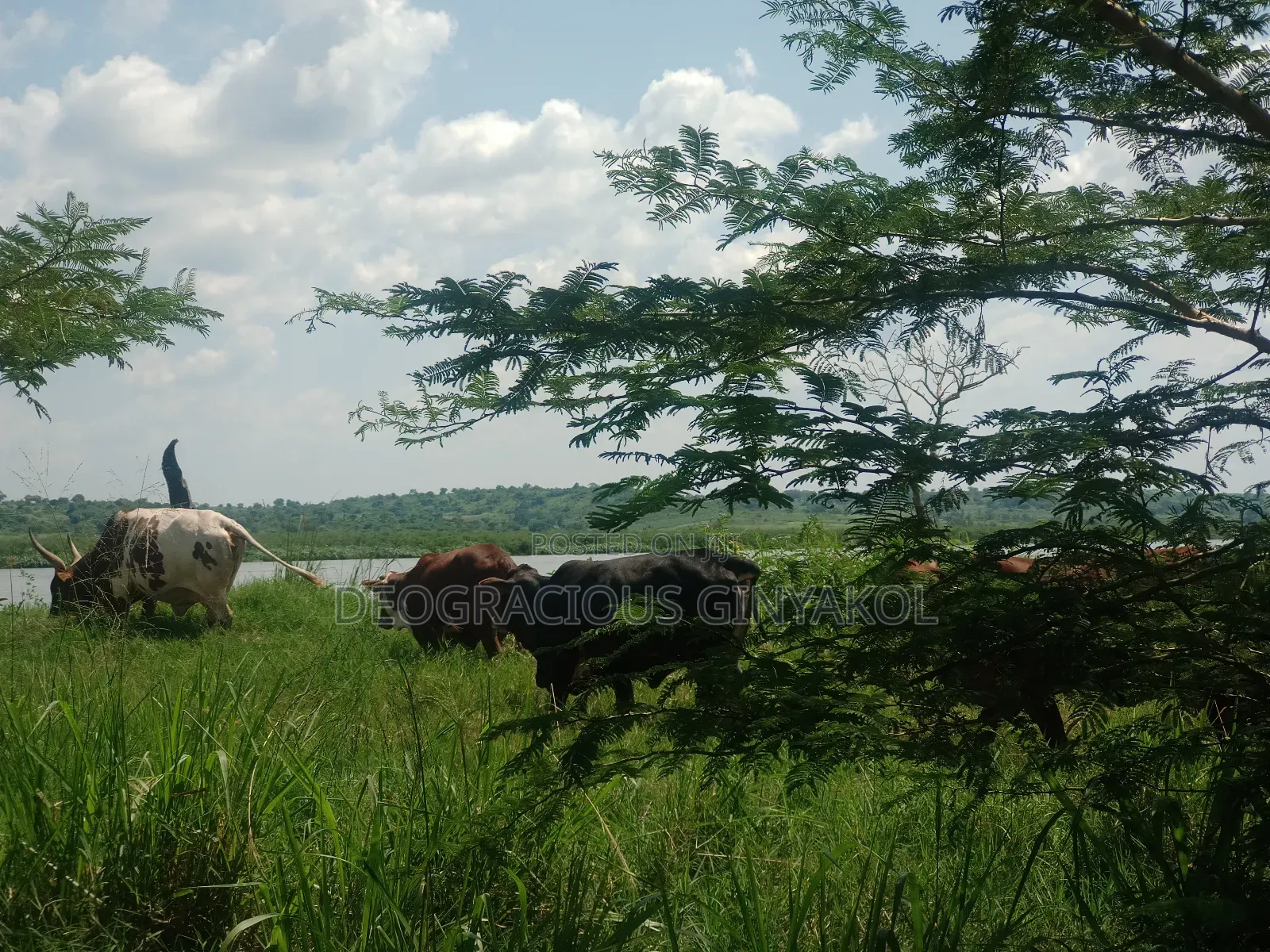 Land for Grazing Cattles in Amuru
