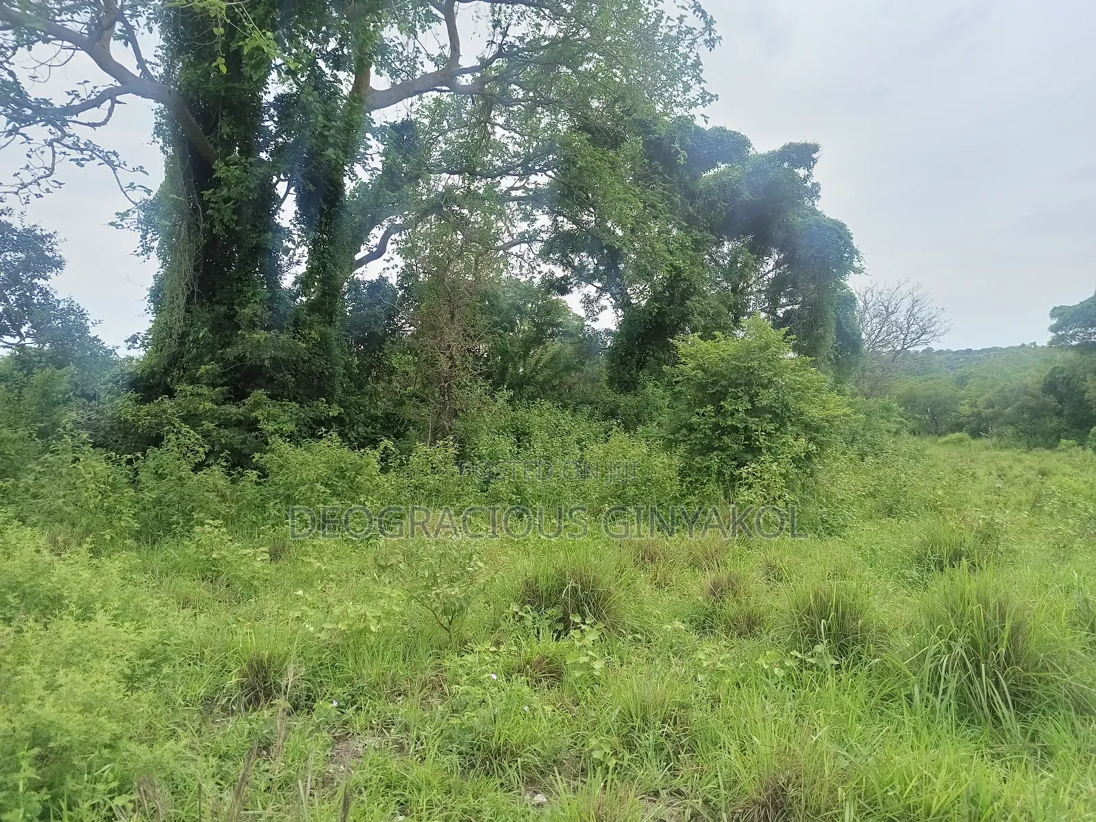 Land for Grazing Cattles in Amuru