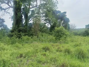 Land for Grazing Cattles in Amuru