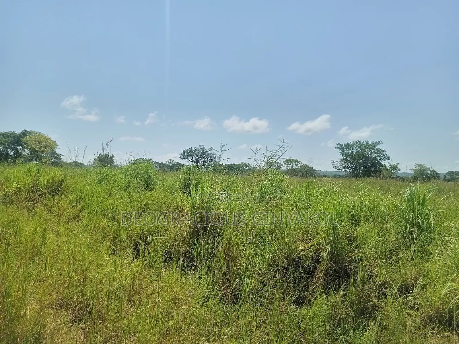 Land for Grazing Cattles in Amuru