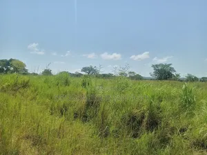 Land for Grazing Cattles in Amuru