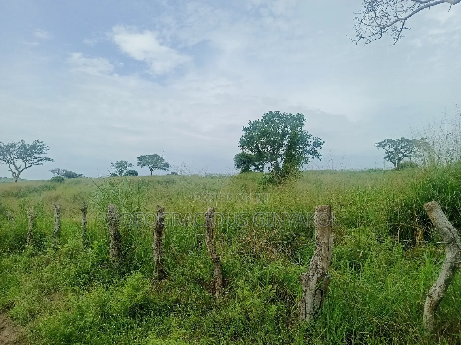 Land for Grazing Cattles in Amuru