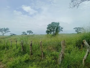 Land for Grazing Cattles in Amuru