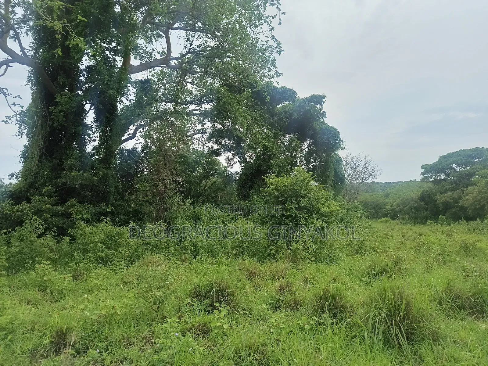 Land for Grazing Cattles in Amuru