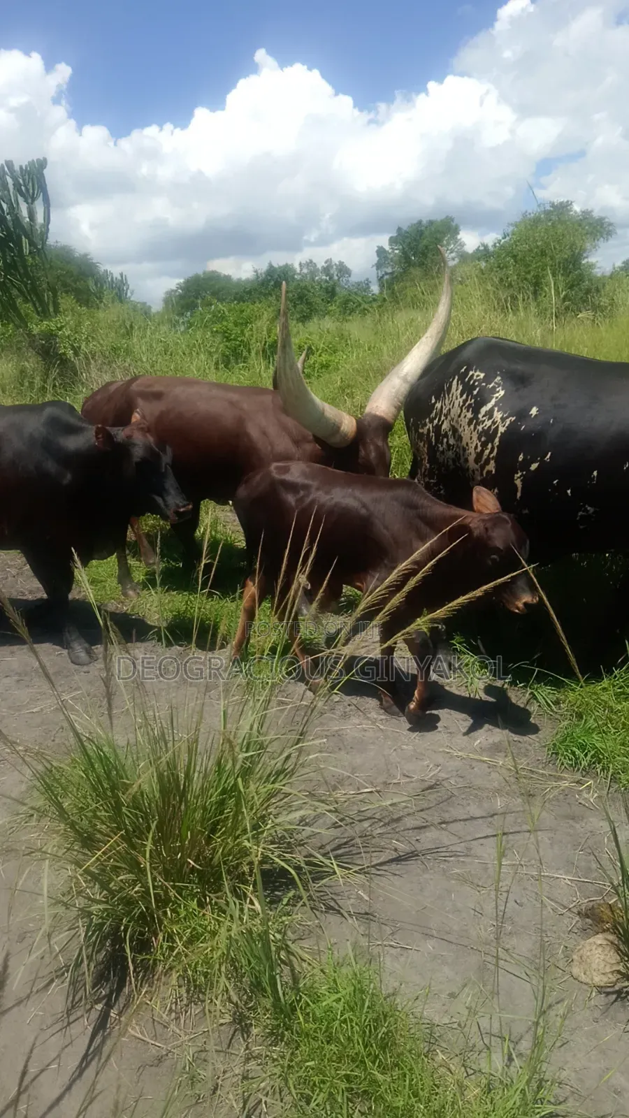 Land for Grazing Cattles in Amuru