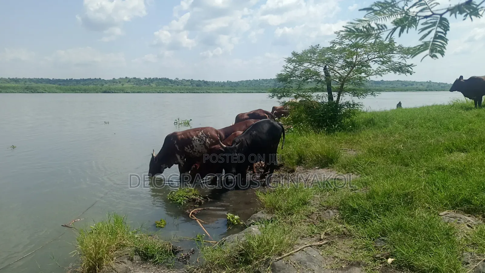 Land for Grazing Cattles in Amuru
