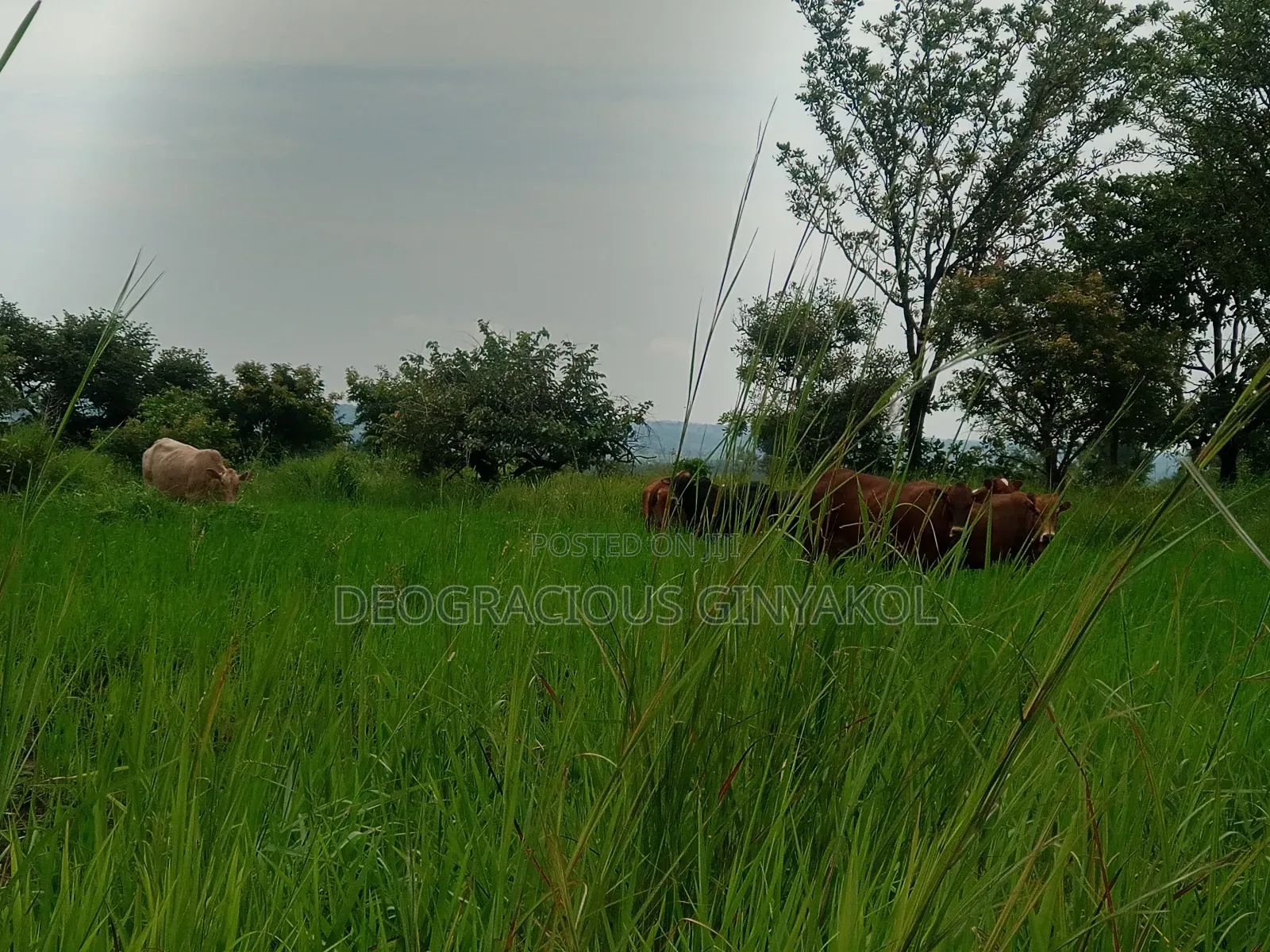 Land for Grazing Cattles in Amuru