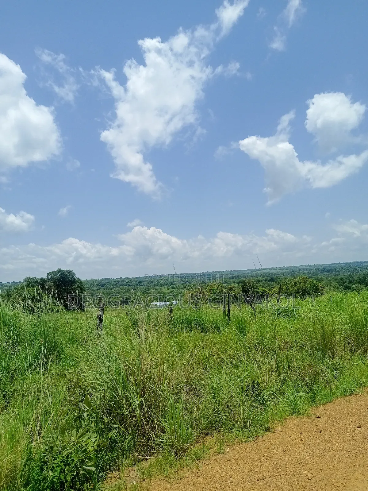 Land for Grazing Cattles in Amuru