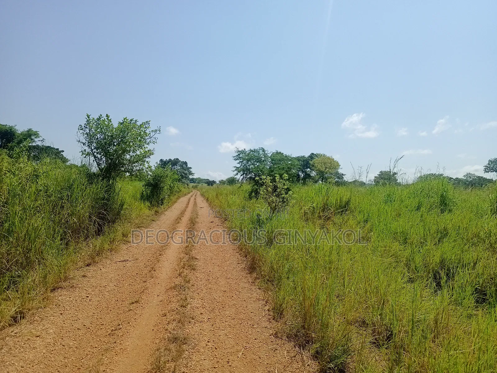 Land for Grazing Cattles in Amuru