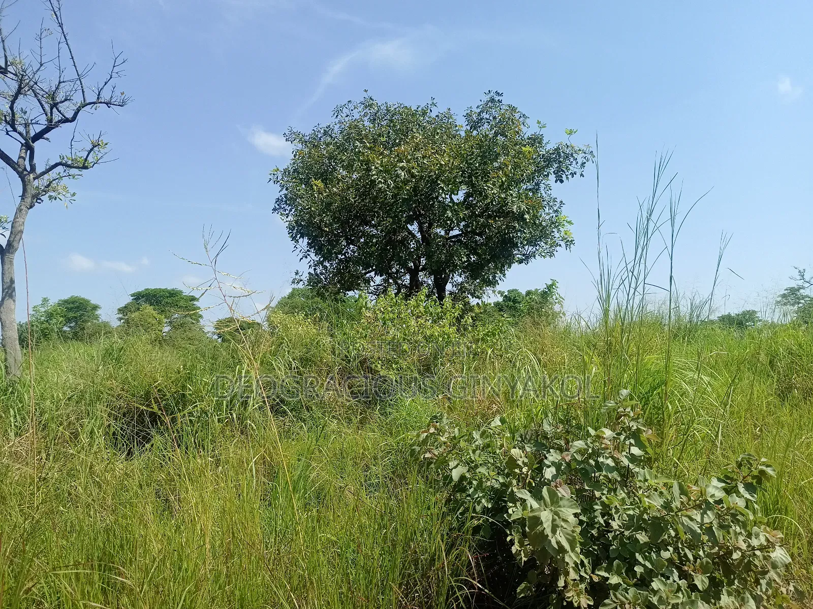Agriculture Farmland for Sale in Northern Uganda