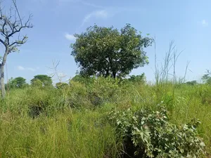 Agriculture Farmland for Sale in Northern Uganda