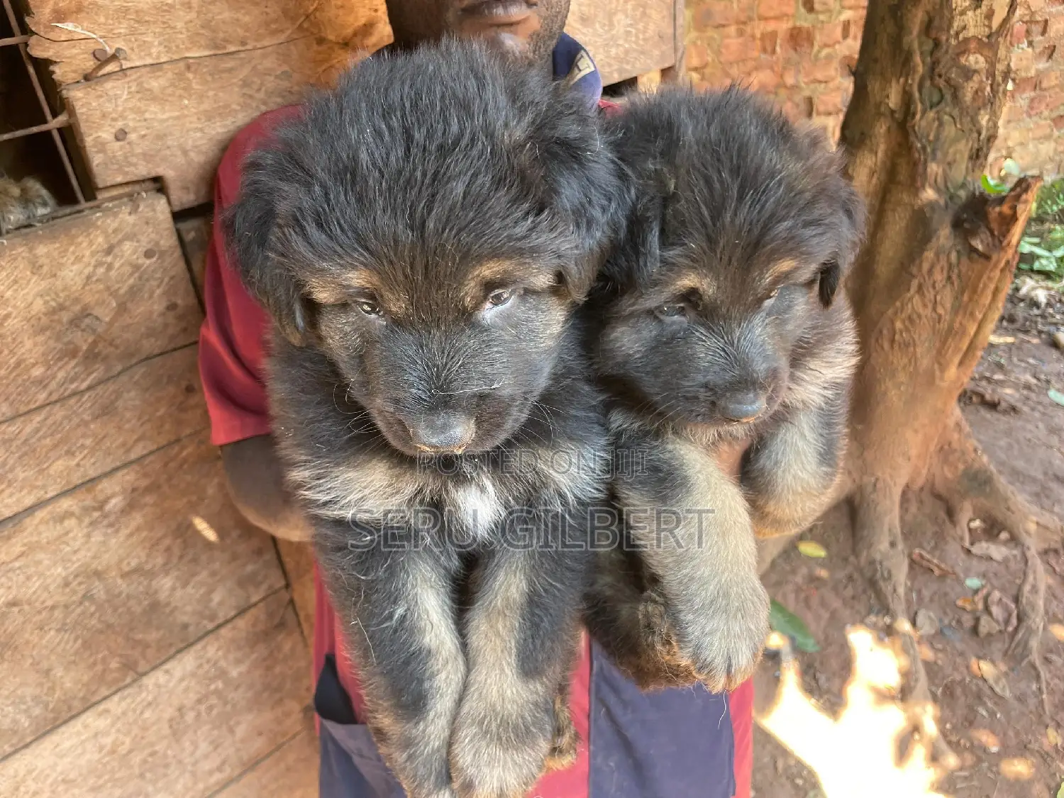 1-3 months Male Purebred German Shepherd