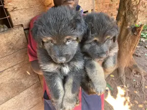 1-3 months Male Purebred German Shepherd