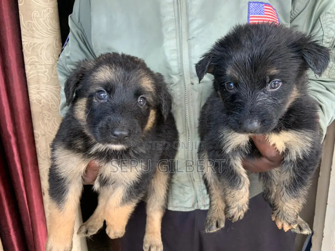 3-6 months Male Purebred German Shepherd