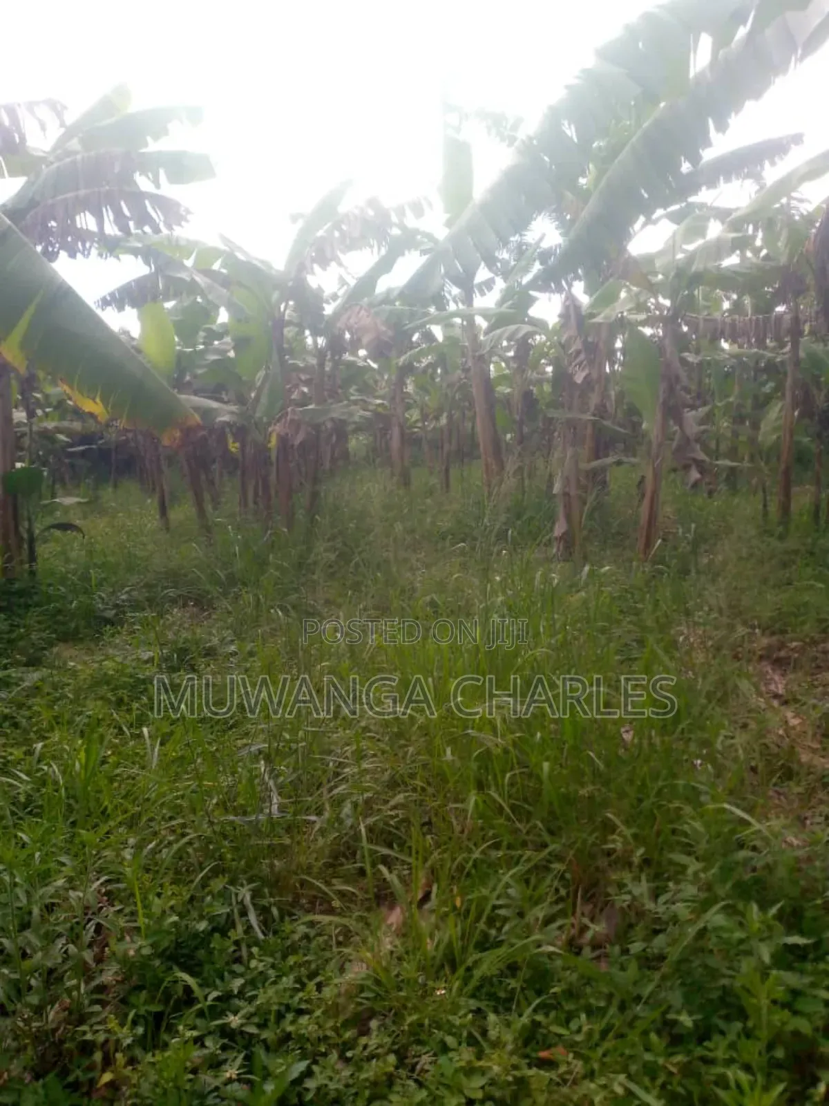 Land for Sale in Kikyusa