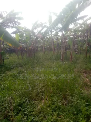 Land for Sale in Kikyusa