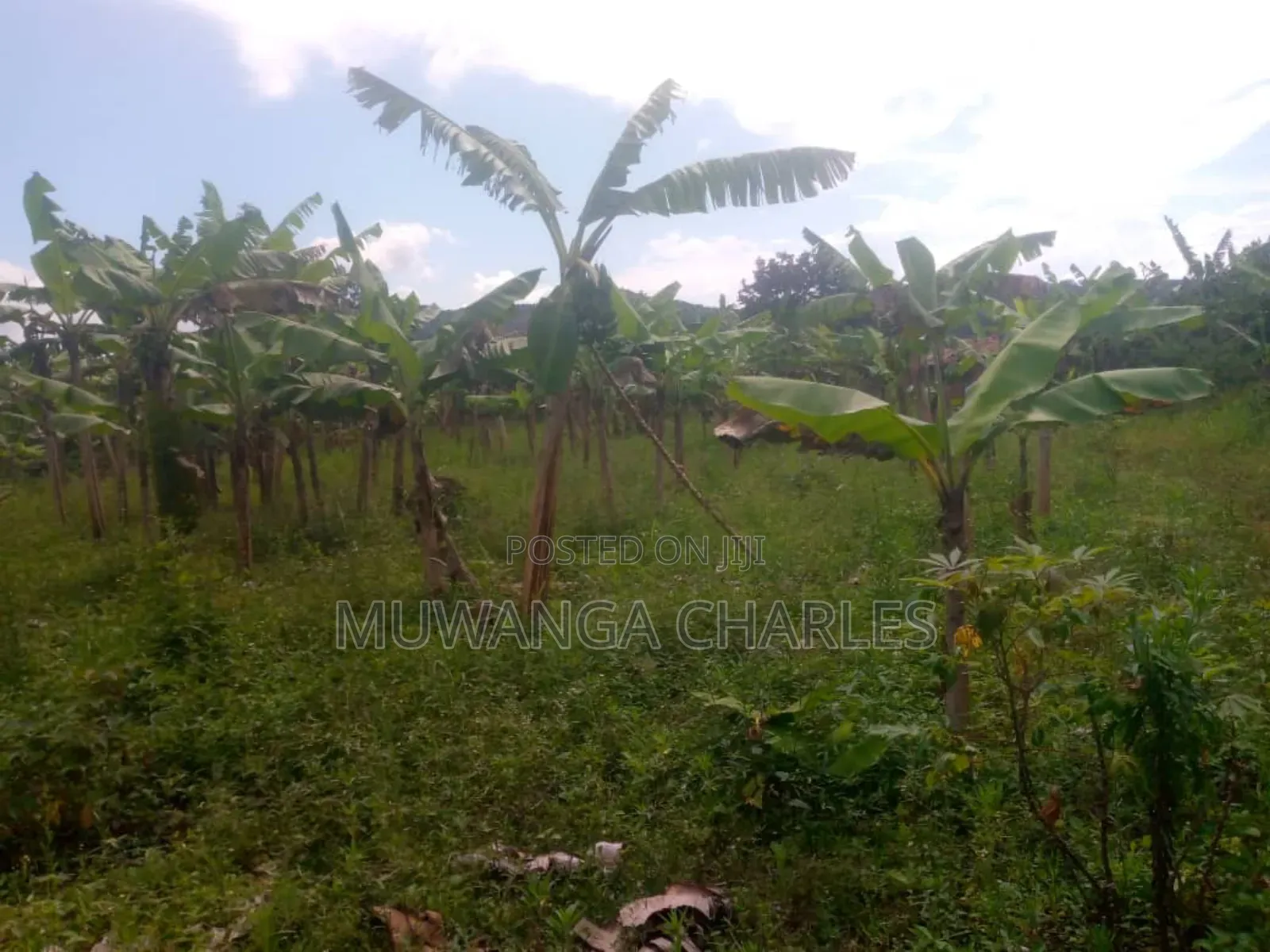 Land for Sale in Kikyusa