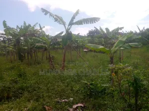 Land for Sale in Kikyusa