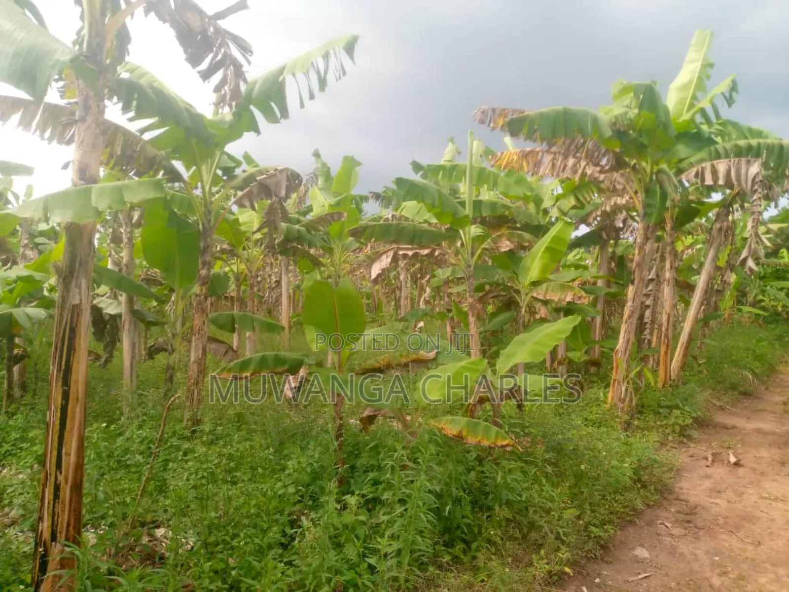 Land for Sale in Kikyusa