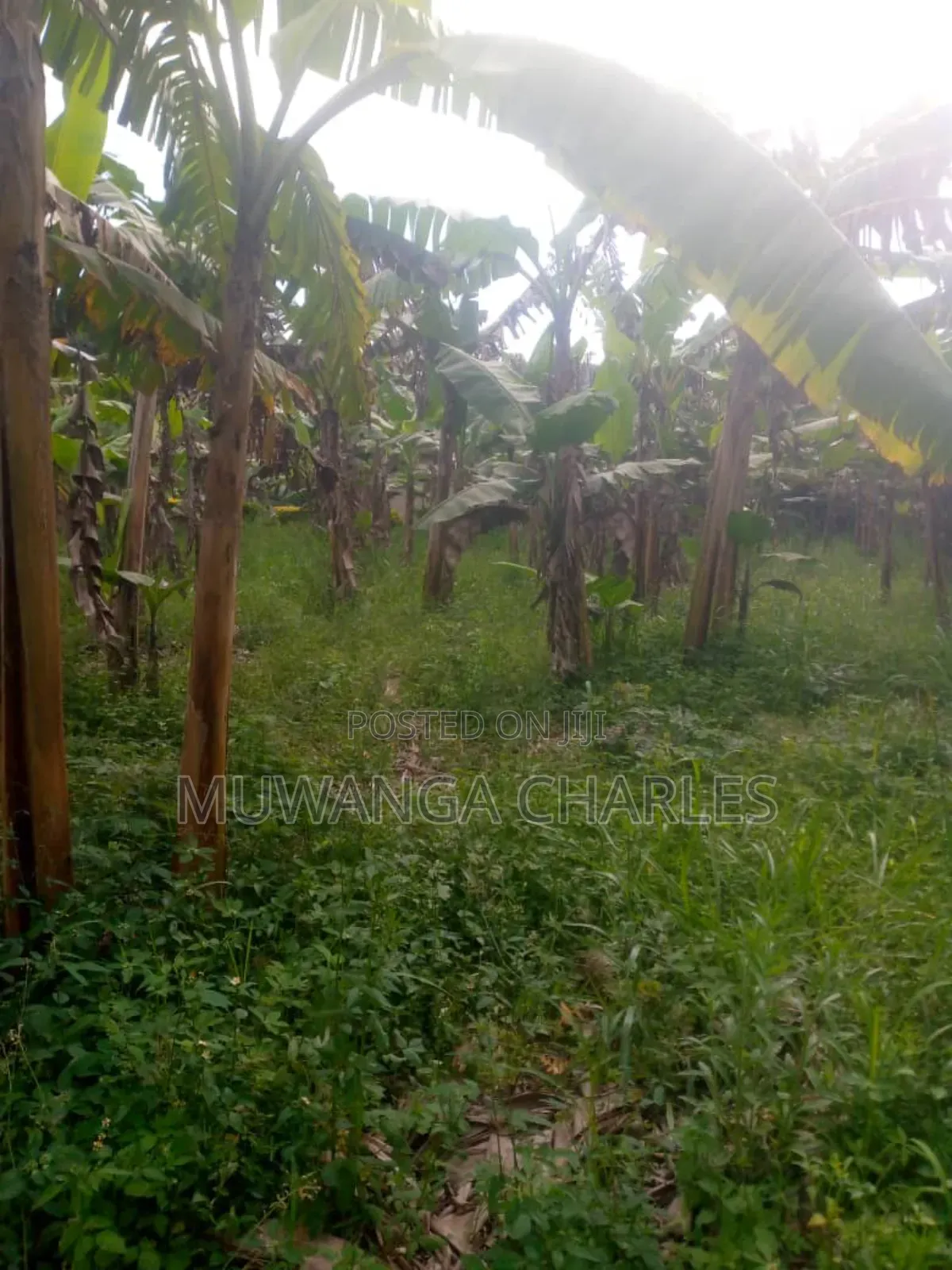 Land for Sale in Kikyusa