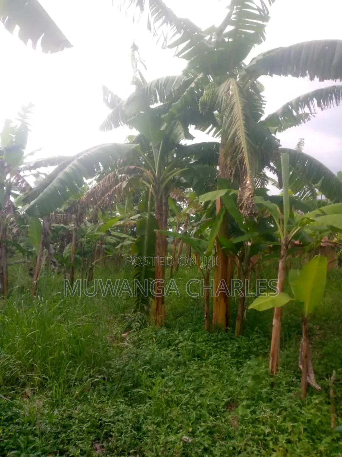 Land for Sale in Kikyusa