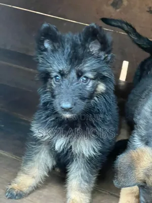 Photo - 1-3 months Male Purebred German Shepherd