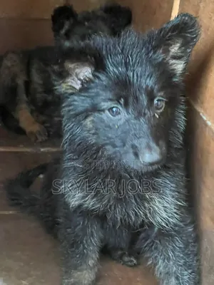 1-3 months Male Purebred German Shepherd