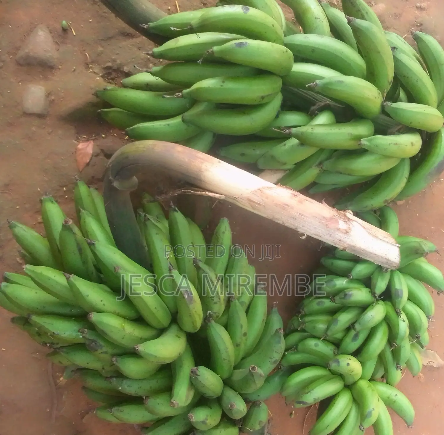 Fresh Matoke