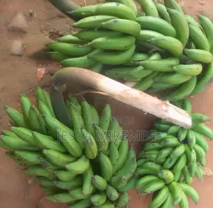 Fresh Matoke