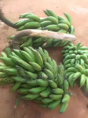 Fresh Matoke