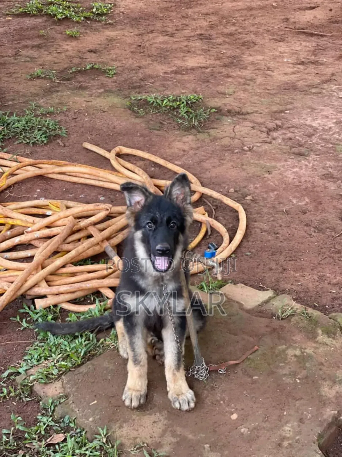 1-3 months Male Purebred German Shepherd