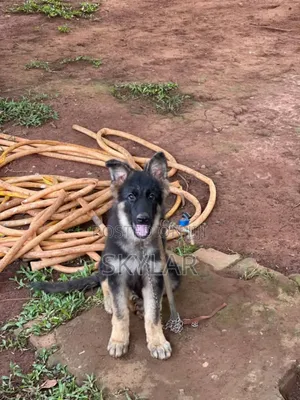 Photo - 1-3 months Male Purebred German Shepherd