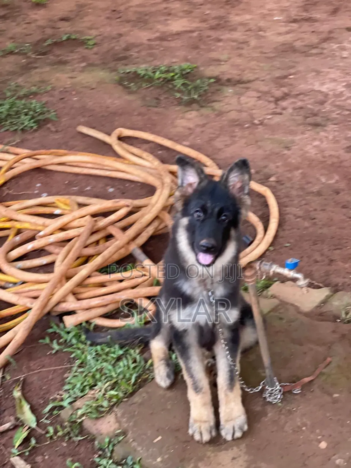 1-3 months Male Purebred German Shepherd