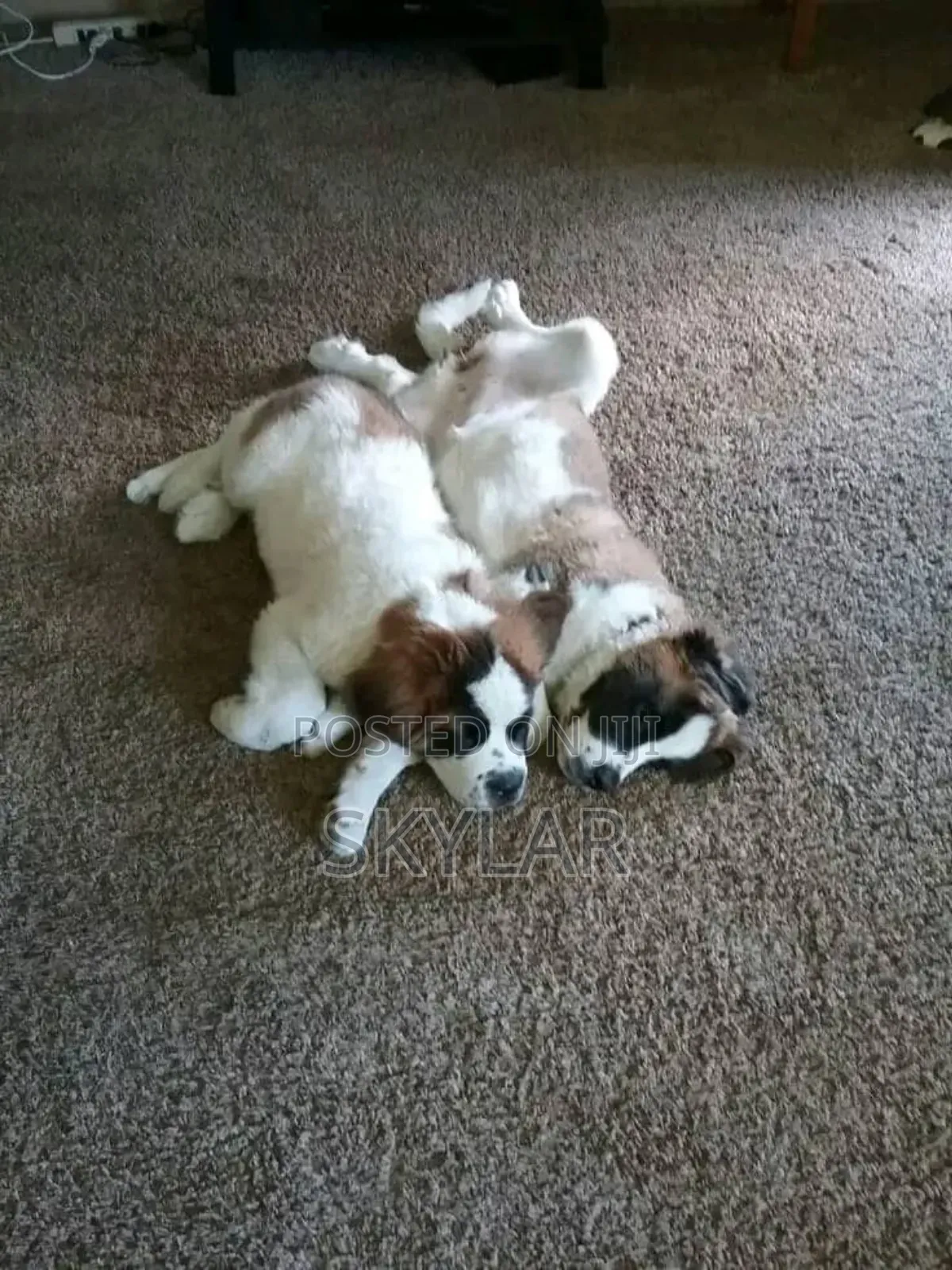 1-3 months Male Purebred Saint Bernard