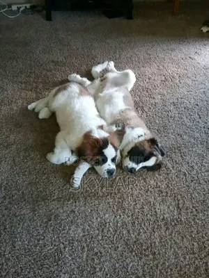 1-3 months Male Purebred Saint Bernard