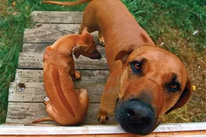 Photo - 1-3 months Male Purebred Rhodesian Ridgeback