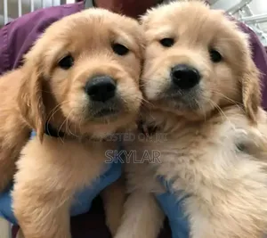 Photo - 1-3 months Male Purebred Golden Retriever