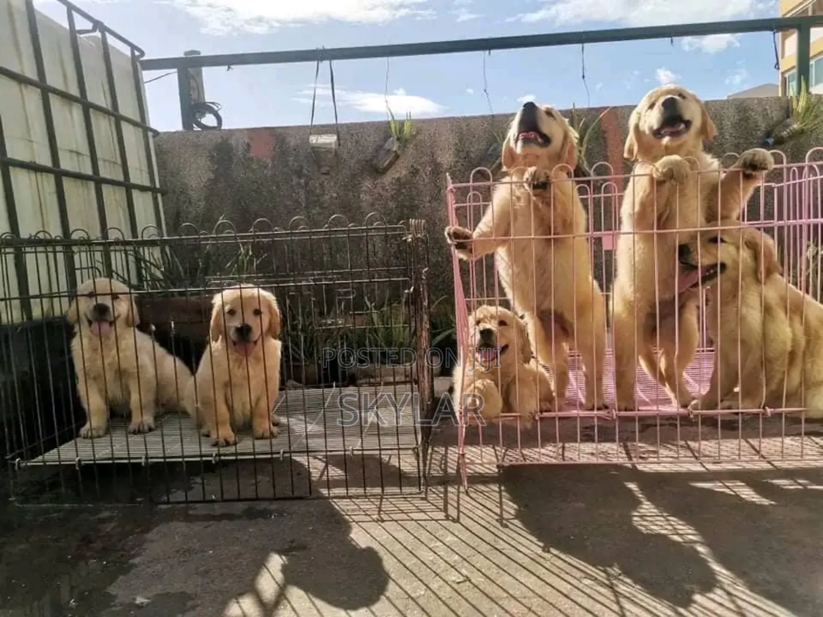 1-3 months Male Purebred Golden Retriever