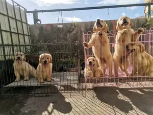 1-3 months Male Purebred Golden Retriever