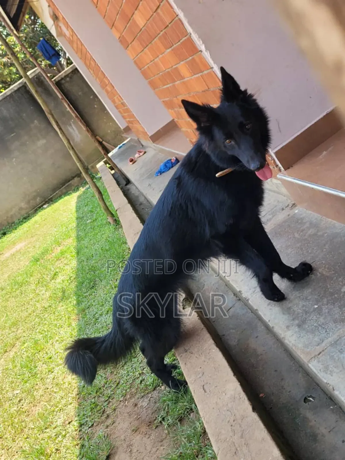 1+ year Male Purebred German Shepherd