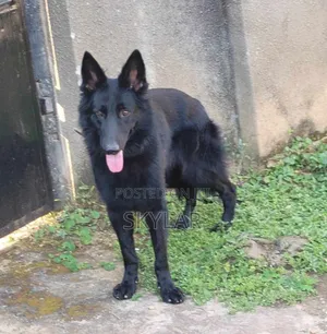 1+ year Male Purebred German Shepherd