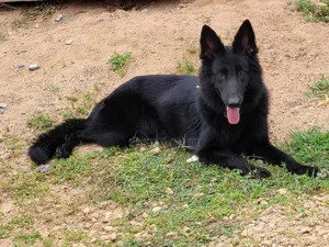 1+ year Male Purebred German Shepherd