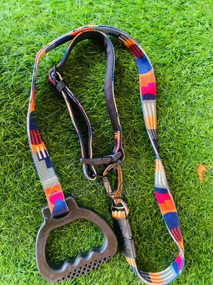 Photo - Collars and Leashes